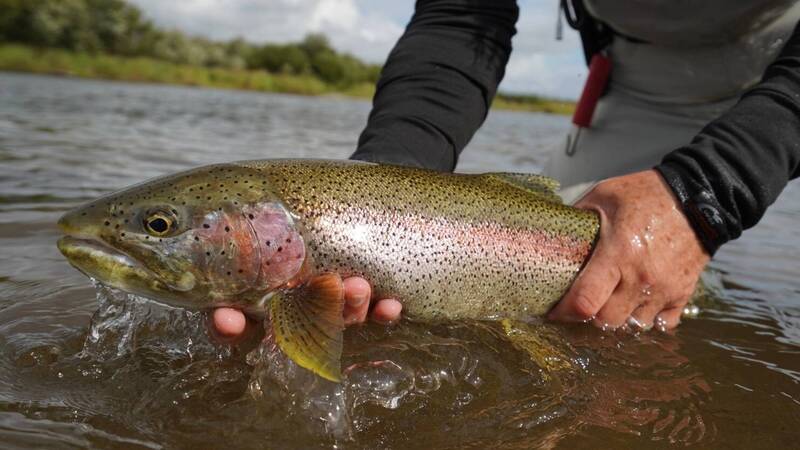 Rainbow Trout caught at Angler's Alibi