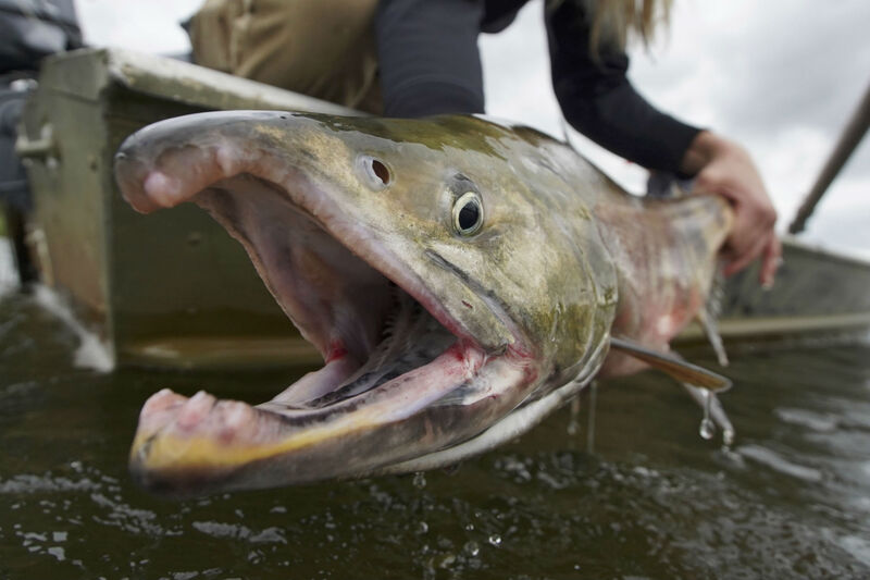 Chum Salmon caught with Angler's Alibi