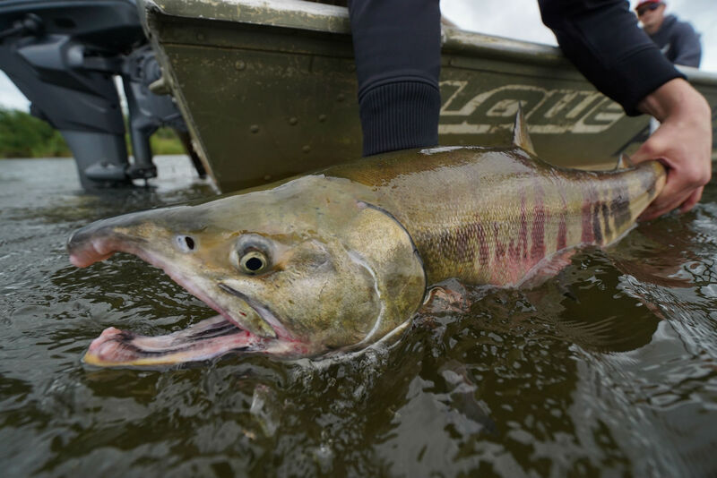 Alagnak River Chum Salmon Fishing