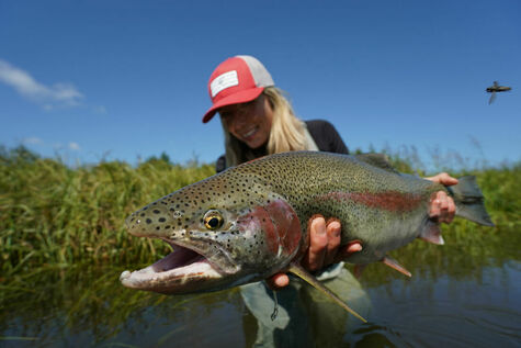 Beautiful Rainbow Trout Caught With Angler's Alibi
