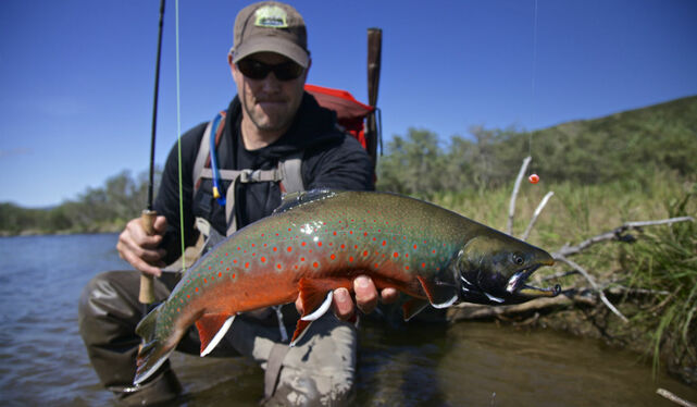 Beautiful Arctic Char caught fly-fishing with Angler's Alibi