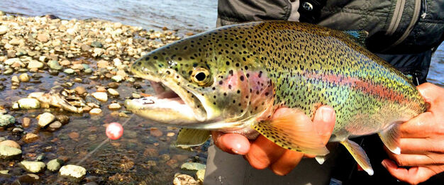 Beautiful Leopard Rainbow Trout caught on the Alagnak River