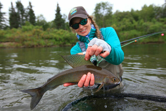 Fly Fishing for Arctic Grayling is a must for anyone fishing Alaska