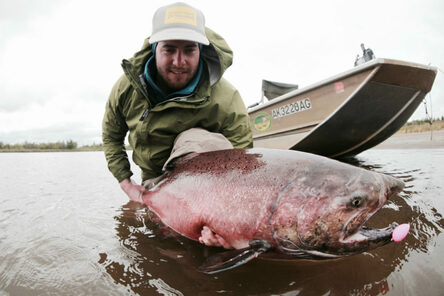 One of the many king salmon caught during an above average run this July