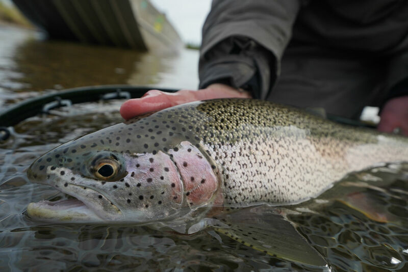 Beautiful Rainbow Trout Caught With Angler's Alibi