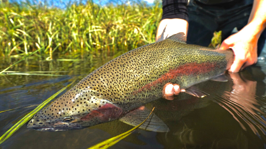 Fly-Fishing for Alaska Rainbow Trout - ANGLER'S ALIBI